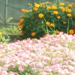 右端の赤いのはバックミラーに