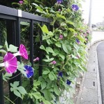 散歩コース③