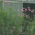 コスモスは秋桜