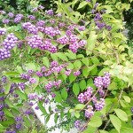 秋色ー秋の花！？か分からず