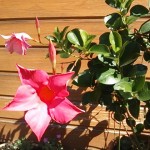 母に名前を忘れられた花
