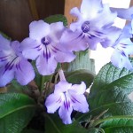 母の大好きという、私に名前を忘れられた花