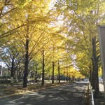 綺麗に染まってきました