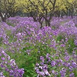 間にある木とのコントラストも