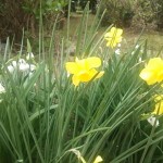 あちこちに春の花