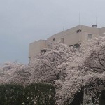 桜に埋もれた会場