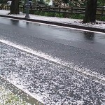 雪のように散った桜