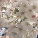 どうしてもアップが撮りたくて…