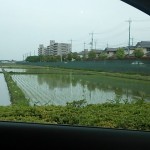 通勤途中にある田んぼ