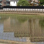 病院のうらの田んぼ