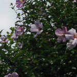 DSC_1438