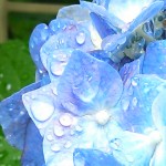 雨に濡れピカピカ！ (1)