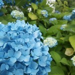 旬な紫陽花を見つけ♪