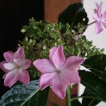 家の中に紫陽花！　2回目とか