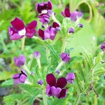 近所の花①