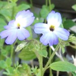 近所の花②