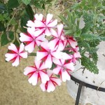 近所の花③