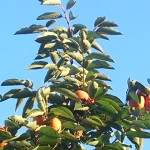 近所には柿の木が沢山あります